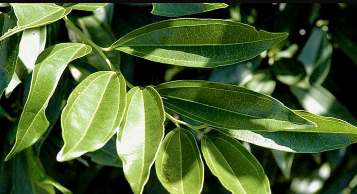 Cocculus greenery